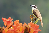 Pitangus sulphuratus